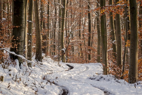 Tracks in a snowy forest path between slender, tall trees with remnants of autumn foliage, winter,
