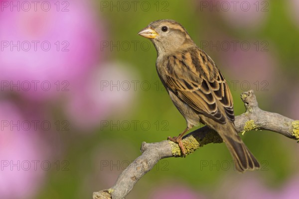 House Sparrow, Passer domesticus, Moineau domestique, Gorrión Común, Beindersheim, Bad Dürkheim