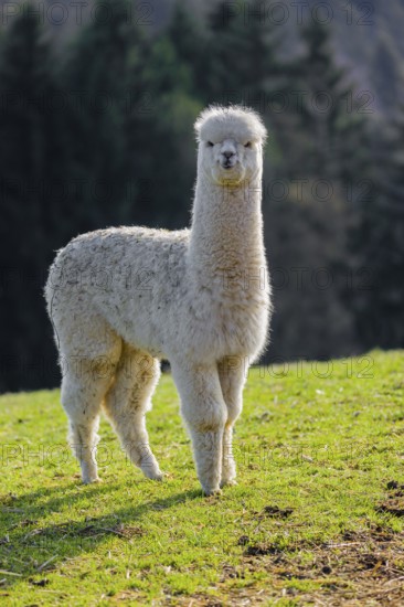 One young white Alpaca (Vicugna pacos) stands on a green meadow . A forest is in the distant