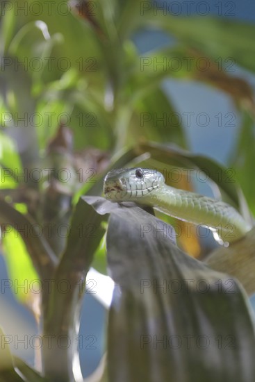 Western green mamba (Dendroaspis viridis), green mamba, venomous snake, climbs in a tree,