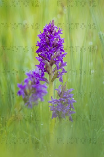 Western marsh orchid (Dactylorhiza majalis), also known as broad-leaved orchid, wet meadow, flower,