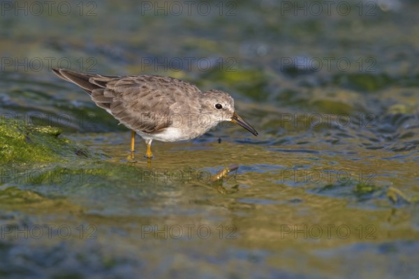 Temminck's Sandpiper, (Calidris temminckii), Animals. birds, limicoles, biotope, habitat, foraging,
