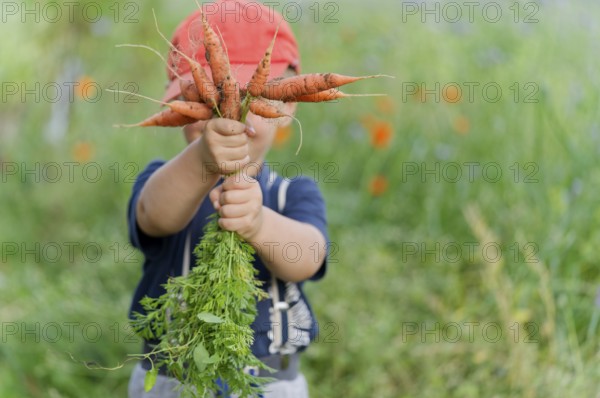 A boy in a field with carrots in his hand. Germany. diet, children, fruit, bio, eco, harvesting,