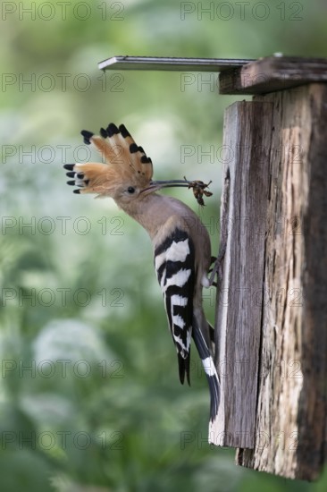 Hoopoe (Upupa epops) with food for the young birds at the nesting box with mole cricket as prey,