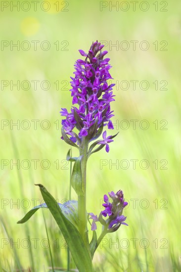 Western marsh orchid (Dactylorhiza majalis), also known as broad-leaved orchid, wet meadow,