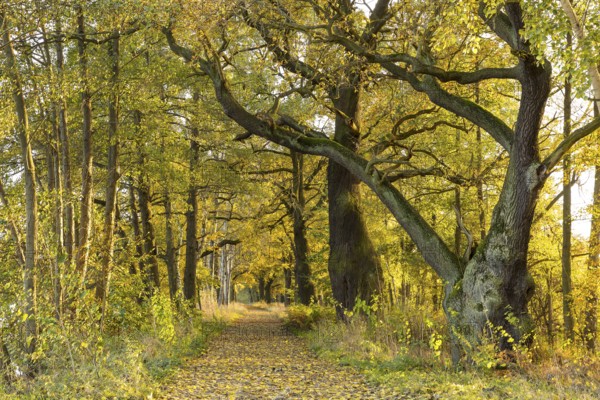 Elephant oak and avenue with old oaks (Quercus) at the large pond in the Spreer Heide in autumn,