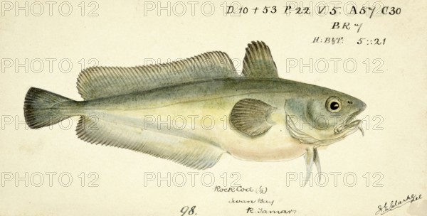 Light brown to greenish-brown filefish, Pseudophycis barbata, Pot-bellied leatherjacket, fish,