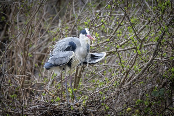 Grey heron (Ardea cinera), building a nest, Vienna, Austria