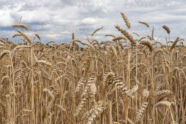 Wheat (Triticum) field, ripe wheat, Rhineland-Palatinate, Germany