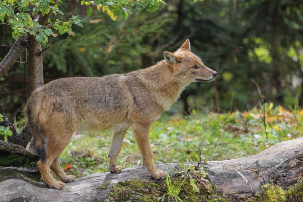 A golden jackal (Canis aureus) stands on a rotting tree lying on the ground between bushes and