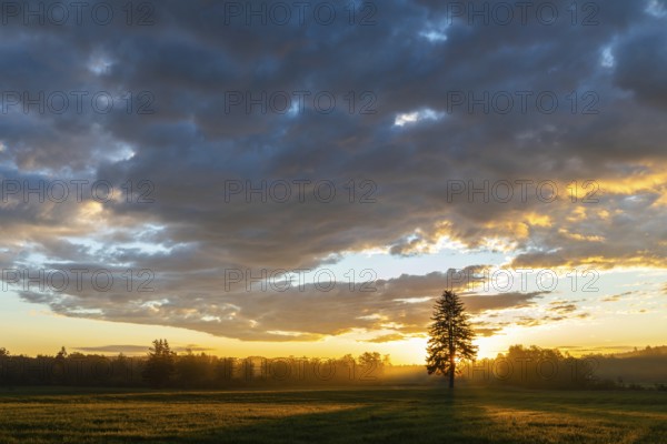 Single tree in front of a sunset in a field, dramatic cloud formations and fascinating plays of