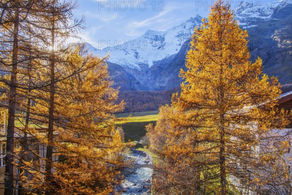 Autumn landscape with larches, Dom 4545m and Täschhorn 4491m of the Mischabel group, Saas-Fee, Saas