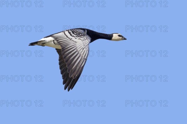 Barnacle goose (Branta leucopsis) in flight against blue sky