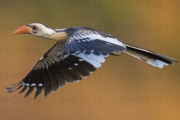 Senegal Hornbill, Hornbill, Western Red-billed Hornbill, (Tockus kempi), animals, bird, flight