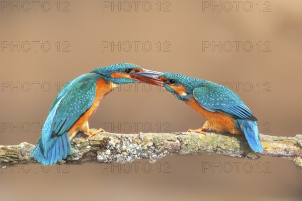 Kingfisher (Alcedo atthis), two females fighting on a branch, territorial defence, wildlife, nature
