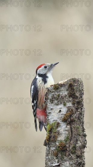 Middle spotted woodpecker (Dendrocopos medius) foraging on the trunk of a grey birch (Betula