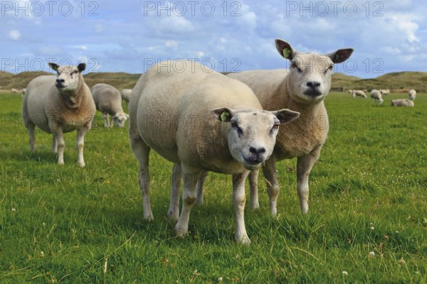 Texel, Netherlands, 6.15.2017 Texel sheeps, a heavily muscled breed of domestic sheep from the