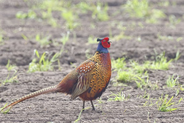 Pheasant, hunting pheasant (Phasianus colchicus), adult male bird on a field, wildlife, Lembruch,