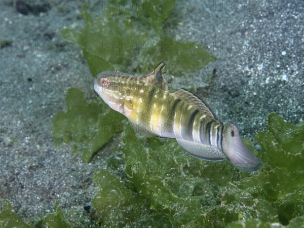 A brown striped goby (Amblygobius phalaena) moves through green algae near the seabed, dive site