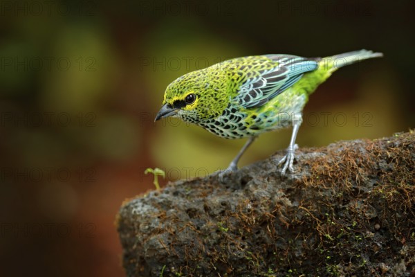 Speckled Tanagers, Tangara guttata, sitting on the brown stone. Tropic bird in the nature habitat.