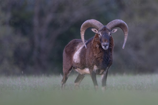 European mouflon (Ovis gmelini musimon, Syn.: Ovis orientalis musimon, Ovis aries musimon),