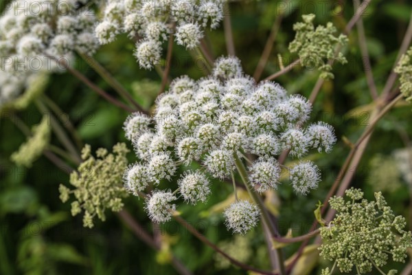 White umbel flowers of Angelica sylvestris (Angelica sylvestris) with fine flower details against a