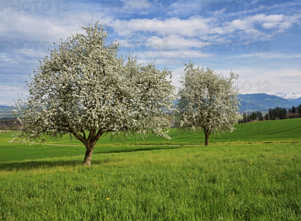 Flowering pear trees (Pyrus communis), Beinwil, Freiamt, Canton Aargau, Switzerland