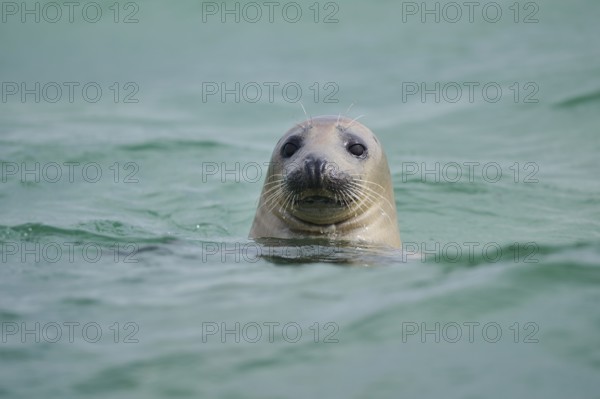 Grey seal (Halichoerus grypus) looking out of the water while swimming in the sea, Düne, Helgoland,