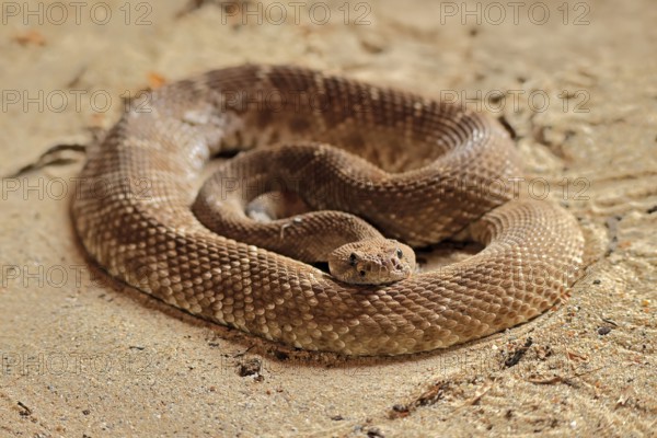 Red diamond rattlesnake (Crotalus ruber), adult, on ground, warming up, sunbathing, alert,