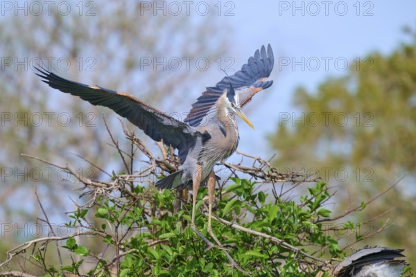 Two Great blue heron (Ardea herodias), with outstretched wings perched on branches surrounded by