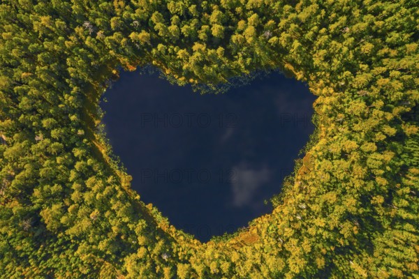Aerial view over heart-shaped pond in autumn forest showing yellow fall colours, Sweden,