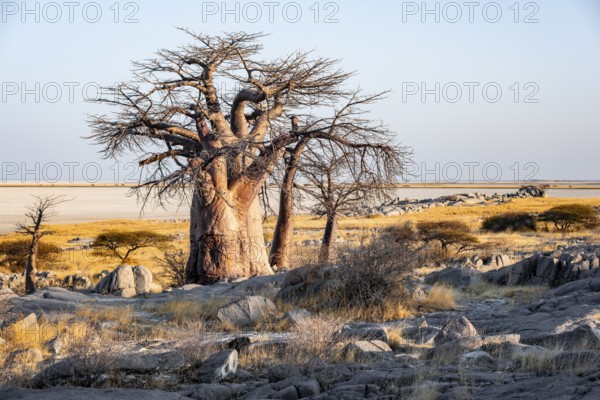 African baobab or baobab tree (Adansonia digitata), arid landscape, Kubu Island (Lekubu), Sowa Pan,