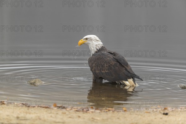 One Bald Eagle, Haliaeetus leucocephalus, standing in the shallow water ashore a small pond on a