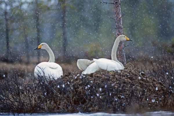 Whooper swan. Cygnus cygnus. Whooper swans on the nest in early summer during a snowfall. Kuusamo