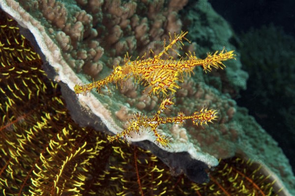 Underwater photo close-up of pair of Harlequin Ghost Wrasse (Solenostomus paradoxus) Ghost Pipefish