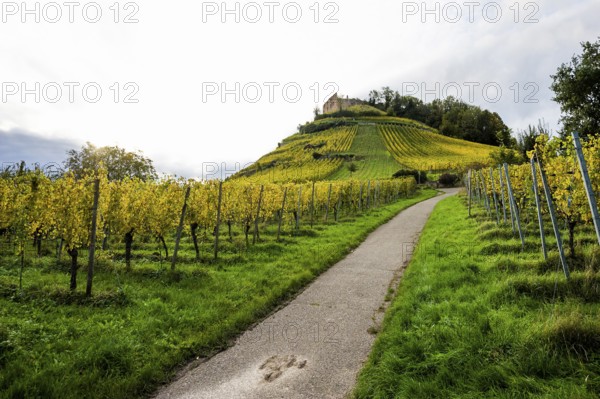 Hilly landscape and castle with vineyards in autumn, sunset, Staufen, Markgräflerland, Black