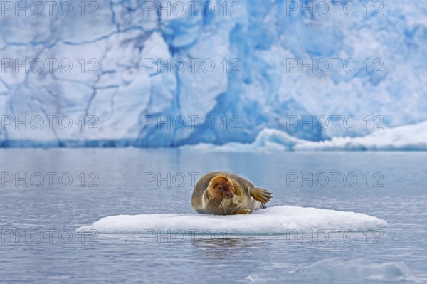 Bearded seal (Erignathus barbatus) resting on ice floe in front of ice wall of glacier along the