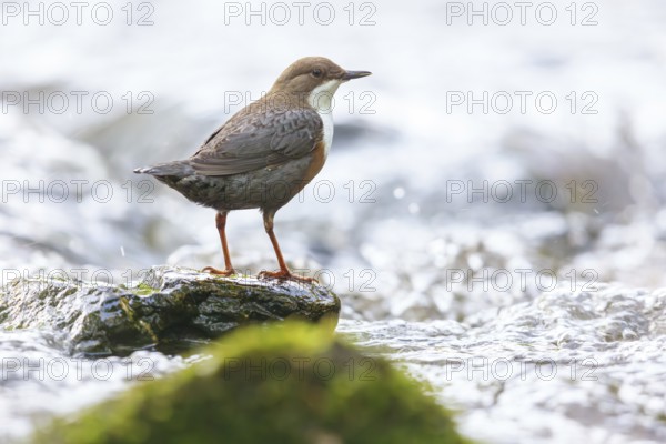 White-throated Dipper, (Cinclus cinclus), foraging at a mountain stream, animals, birds,