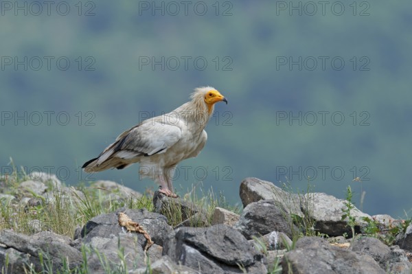 Egyptian vulture, Neophron percnopterus, big bird of prey sitting on stone, rock mountain, nature