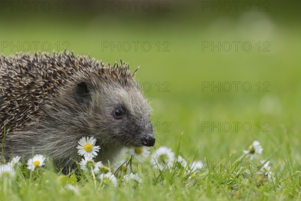 European hedgehog (Erinaceus europaeus) adult animal on a garden grass lawn with daisy flowers in
