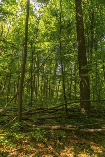 Tree felling in the UNESCO World Heritage Site and Hainich National Park, primeval forest, Bad