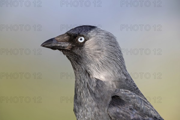 Jackdaw, (Corvus monedula), portrait, rook, family of corvids, raven, Wadi Darbat, Salalah,