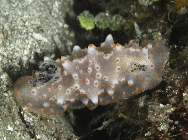 A detailed nudibranch with orange dots, Batangas Halgerda (Halgerda batangas), on the seabed, dive