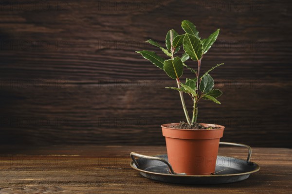 A young bay laurel plant in a terracotta pot, resting on a metal tray. The plant has vibrant green