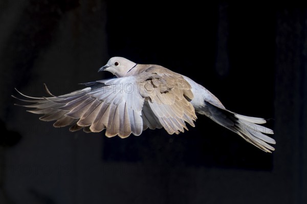 A pigeon flies with spread wings in front of a dark background, Eurasian collared dove