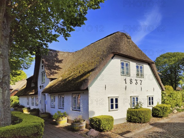 Uthlandfriesian house, typical, small thatched-roof houses with gables also called Frisian house,