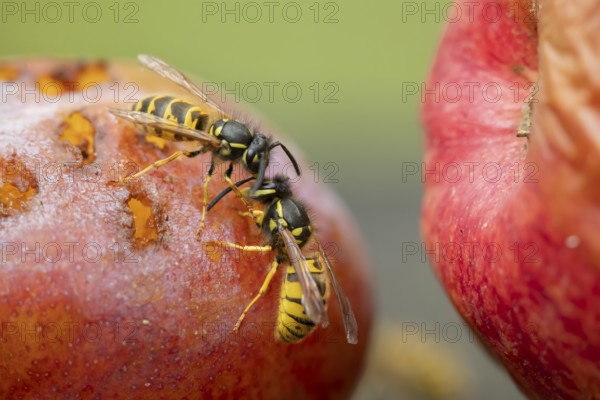 Common wasp (Vespula vulgaris) two adult insects fighting on fallen fruit in a garden in summer,