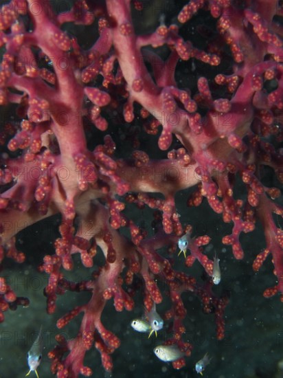 Close-up of a red coral, Godeffroy's soft coral (Siphonogorgia godeffroyi), with small fish, dive