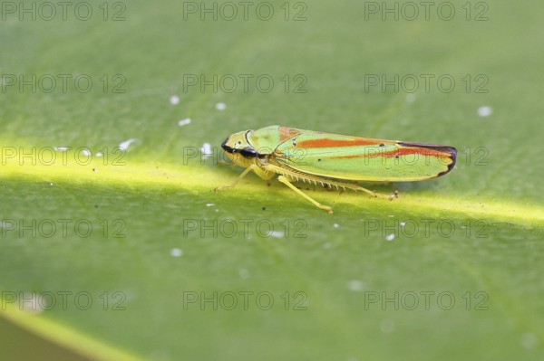Rhododendron cicada (Graphocephala fennahi) sitting on a leaf of a rhododendron (Rhododendron),