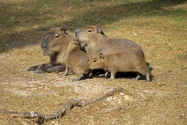 Capybara (Hydrochoerus hydrochaeris), capybara, adult, female, mother, young, on land, group,